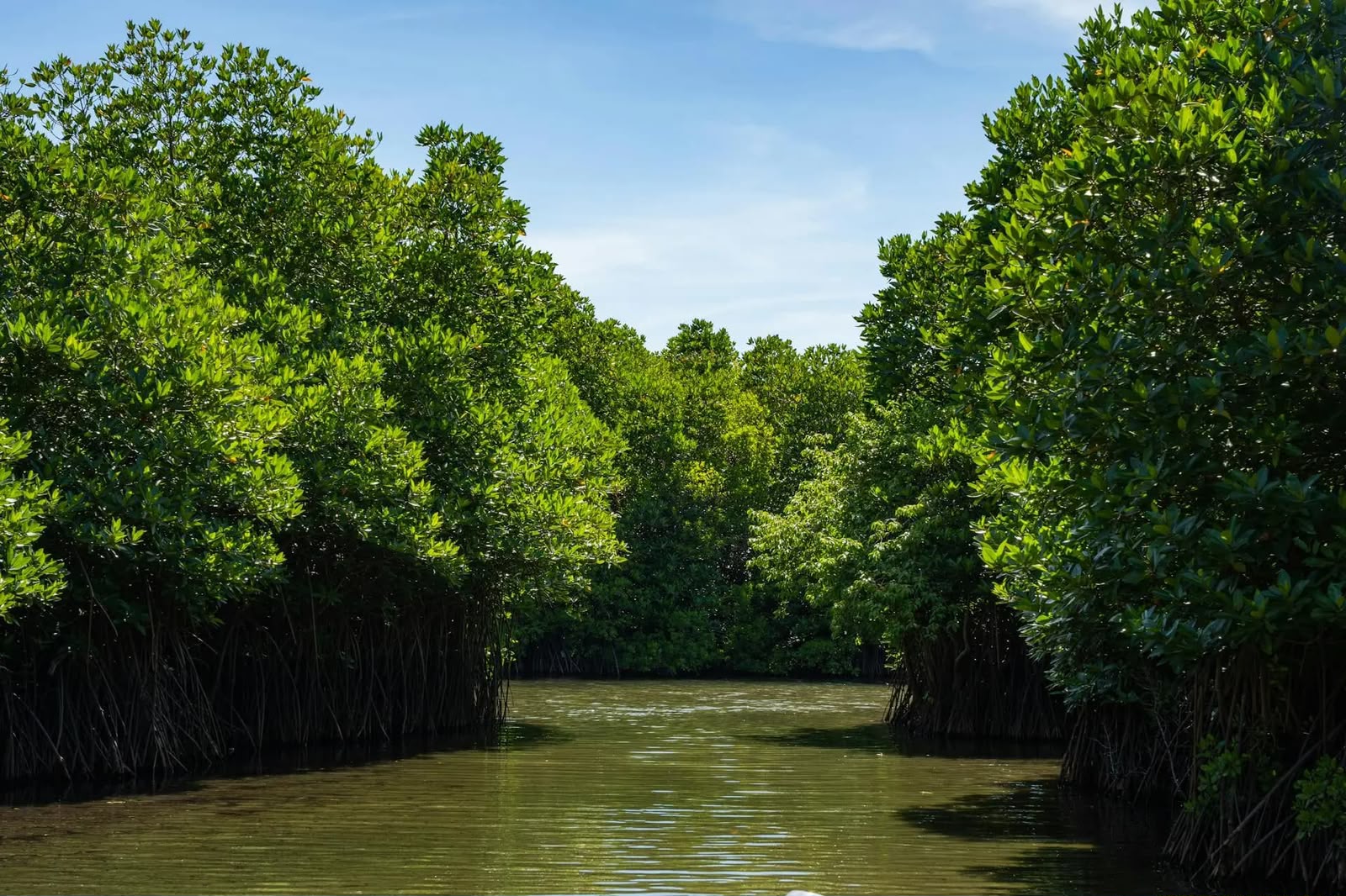 Costa Rica mangrove